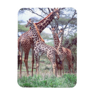 Giraffengruppe oder -herde mit Jungen, Giraffa Magnet