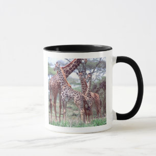 Giraffengruppe oder -herde mit Jungen, Giraffa Tasse