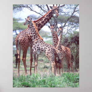 Giraffengruppe oder Herde w/ Young, Giraffa Poster