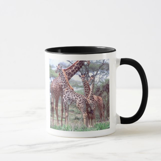 Giraffengruppe oder Herde w/ Young, Giraffa Tasse (Rechts)