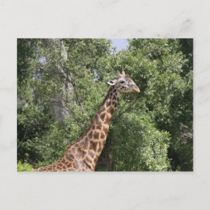 Giraffenhals Postkarte