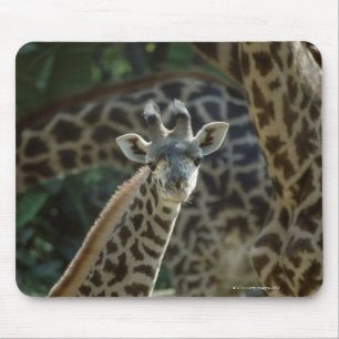 Giraffenkalb mit Giraffen Mousepad