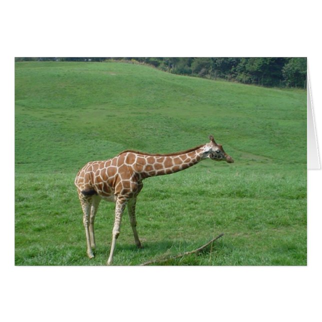 Giraffenkarte! (Vorderseite (Horizontal))