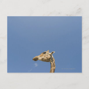 Giraffenkopf Postkarte