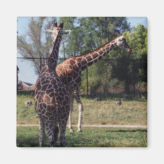 Giraffenmagnet Magnet