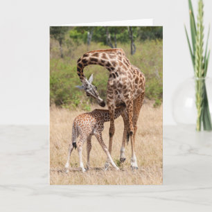 Giraffenmutter und Baby in Kenia Karte