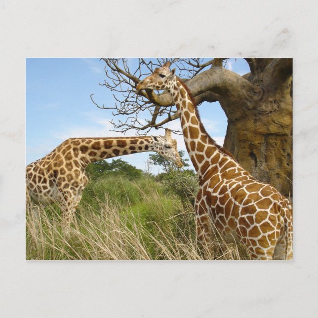 Giraffenpaar Postkarte (Vorderseite)