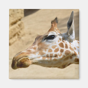 Giraffenportrait Magnet