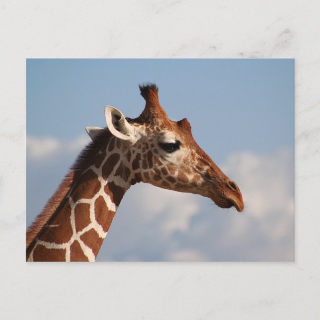 Giraffenportrait Postkarte (Vorderseite)