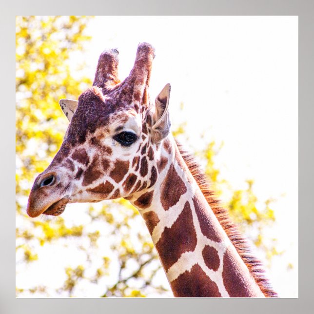 Giraffenporträt Poster (Vorne)