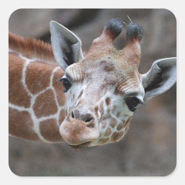 Giraffensticker Quadratischer Aufkleber (Vorderseite)