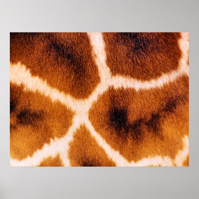 GIRAFFES POSTER (Vorne)