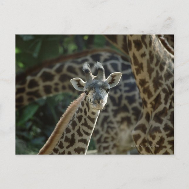 Giraffkalb mit Giraffen Postkarte (Vorderseite)