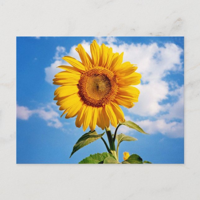 Girassol - Sonnenblume Vier Postkarte (Vorderseite)