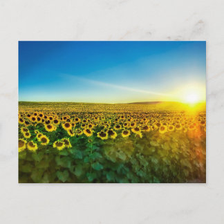 Girassol - Sonnenblumen Drei Postkarte