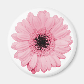 Girly-pink-Magnet mit schöner Gerberer-Blume Magnet