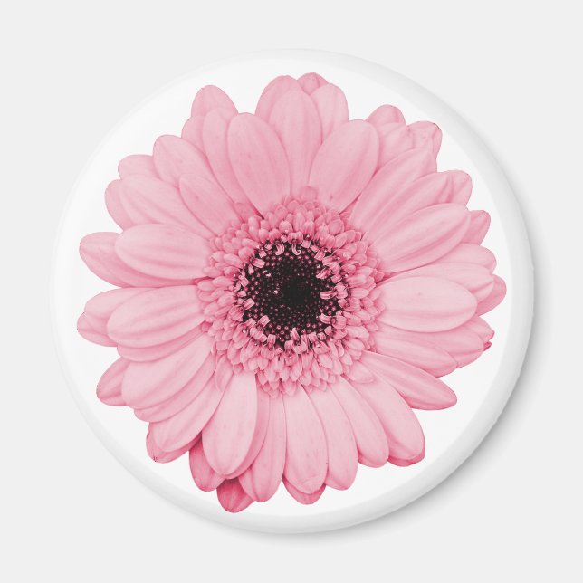 Girly-pink-Magnet mit schöner Gerberer-Blume Magnet (Vorne)