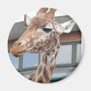 Girraffe Magnet