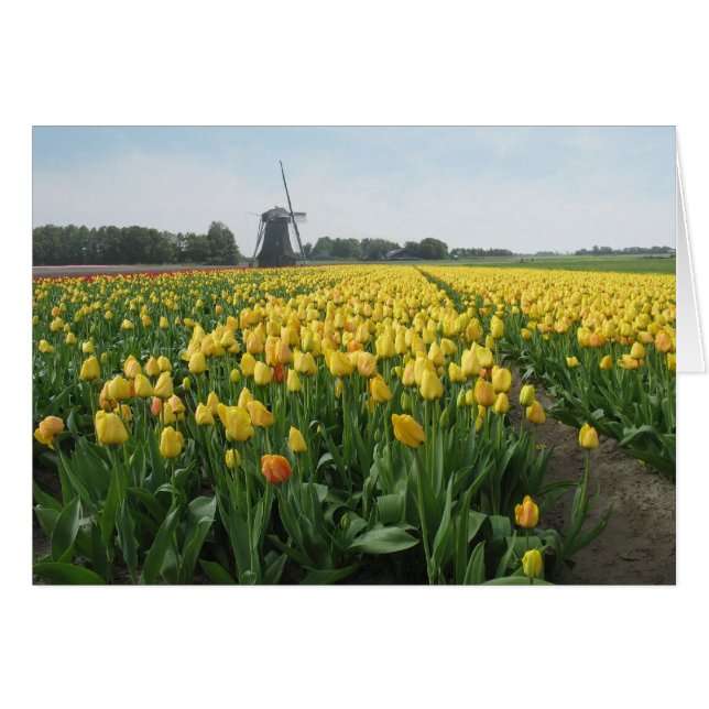 Gisement et moulin à vent de fleur jaunes de (Devant horizontal)