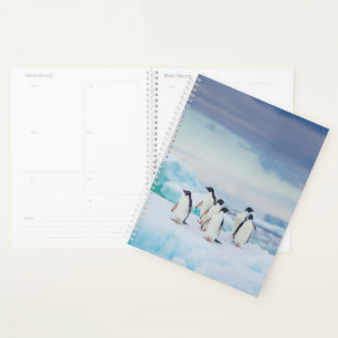 Glace et neige Adelie Penguins Antarctique
