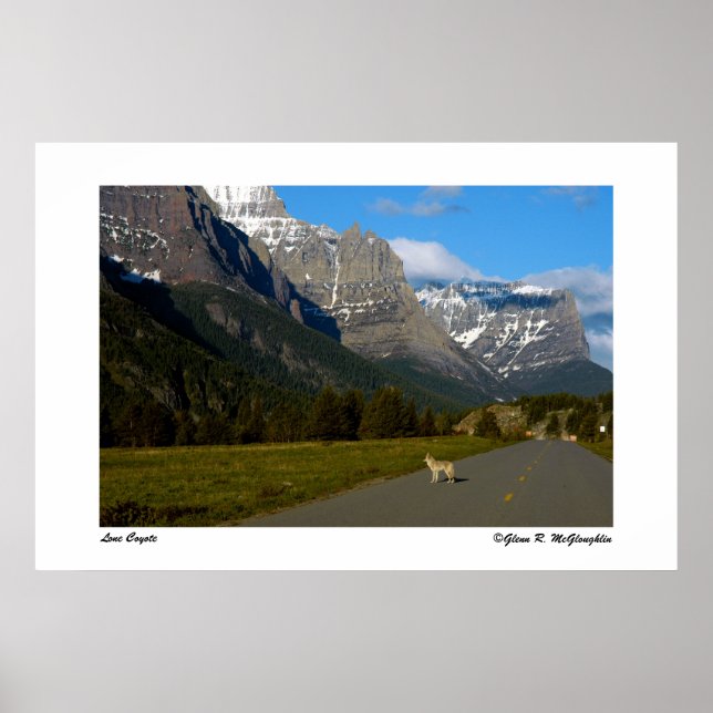 Glacier National Park - Lone Coyote Poster (Vorne)