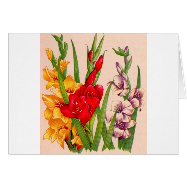 gladiola fleurs gladioli (Devant horizontal)