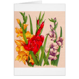 gladiola fleurs gladioli