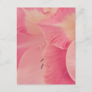 Gladiola Petals Postkarte