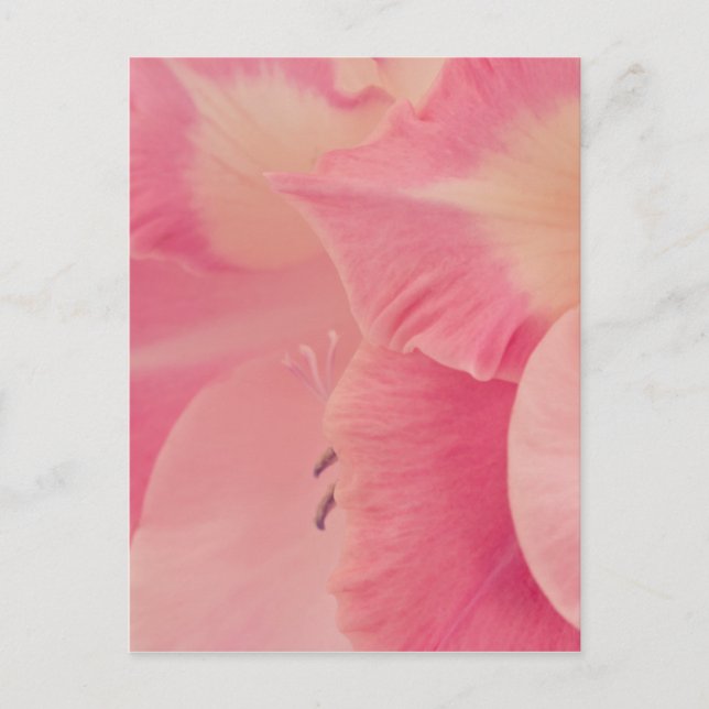 Gladiola Petals Postkarte (Vorderseite)
