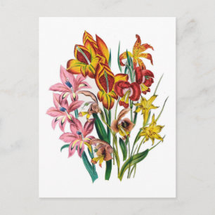 Gladiolen Postkarte