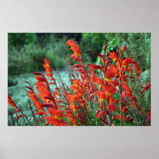 Gladioli Blume Foto Poster