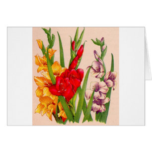 Gladioli-Blume Gladioli-Blume