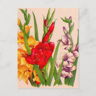 Gladioli-Blume Gladioli-Blume Postkarte