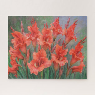 Gladioli Blume Red Blooms Floral Picture