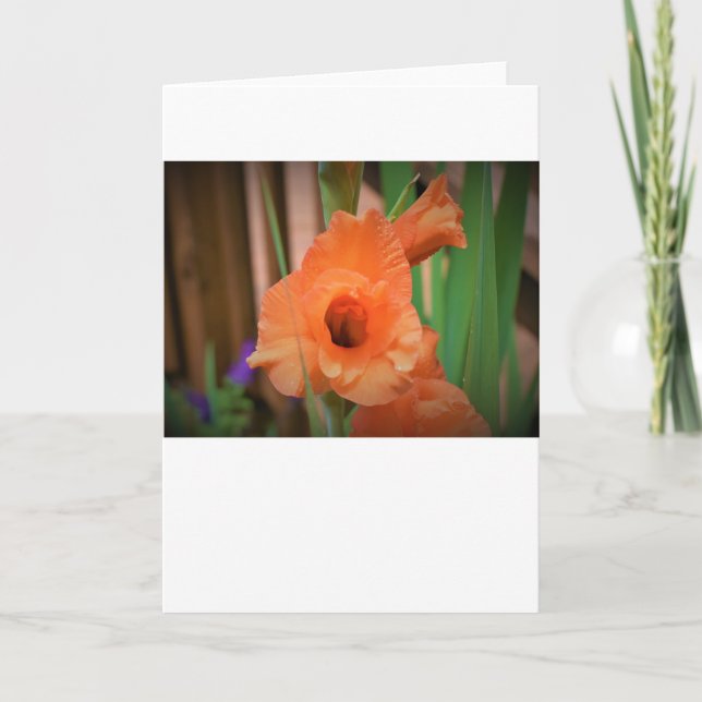 Gladioli, carte (Devant)