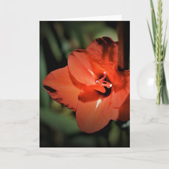 Gladioli, carte (Devant)