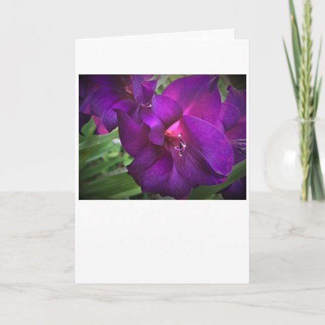 Gladioli, carte (Devant)