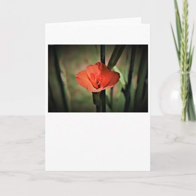 Gladioli, carte (Devant)