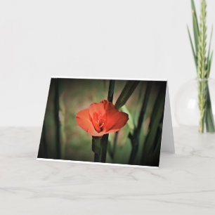 Gladioli, carte