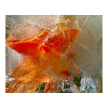 Gladioli in Eis,