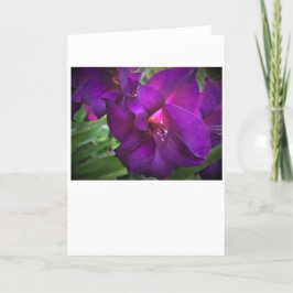 Gladioli, Karte