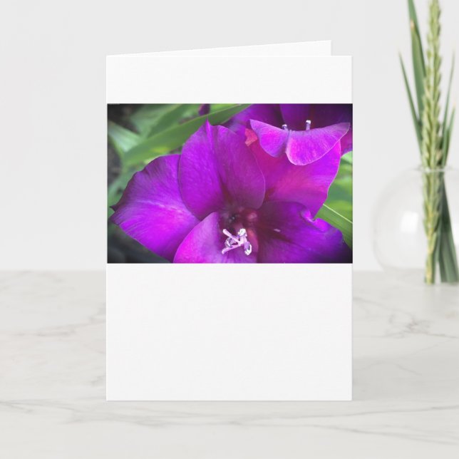 Gladioli, Karte (Vorderseite)