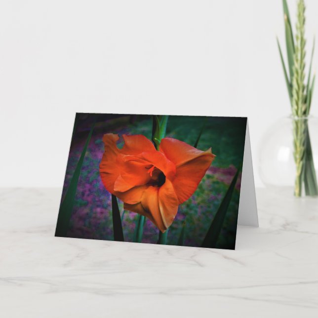 Gladioli, Karte (Vorderseite)