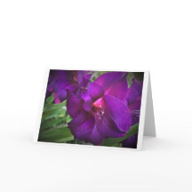 Gladioli, Karte