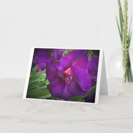 Gladioli, Karte