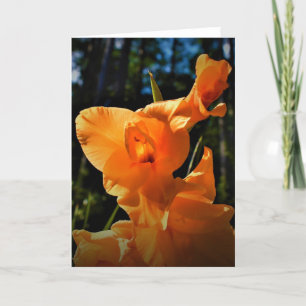 Gladioli, Karte