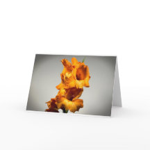 Gladioli, Karte