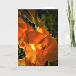 Gladioli, Karte