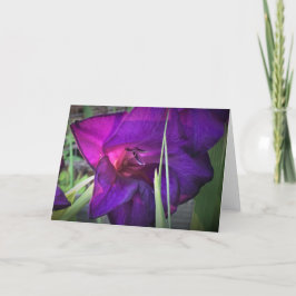 Gladioli, Karte