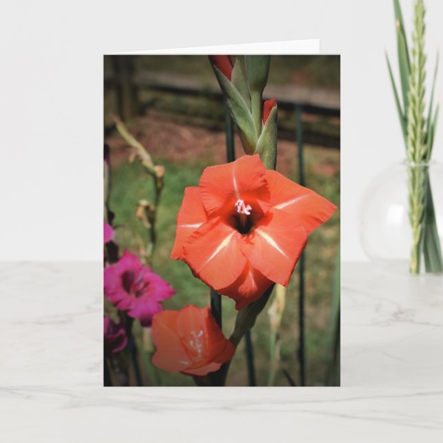 Gladioli, Karte (Vorderseite)